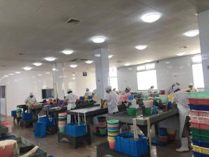 production of natural casing